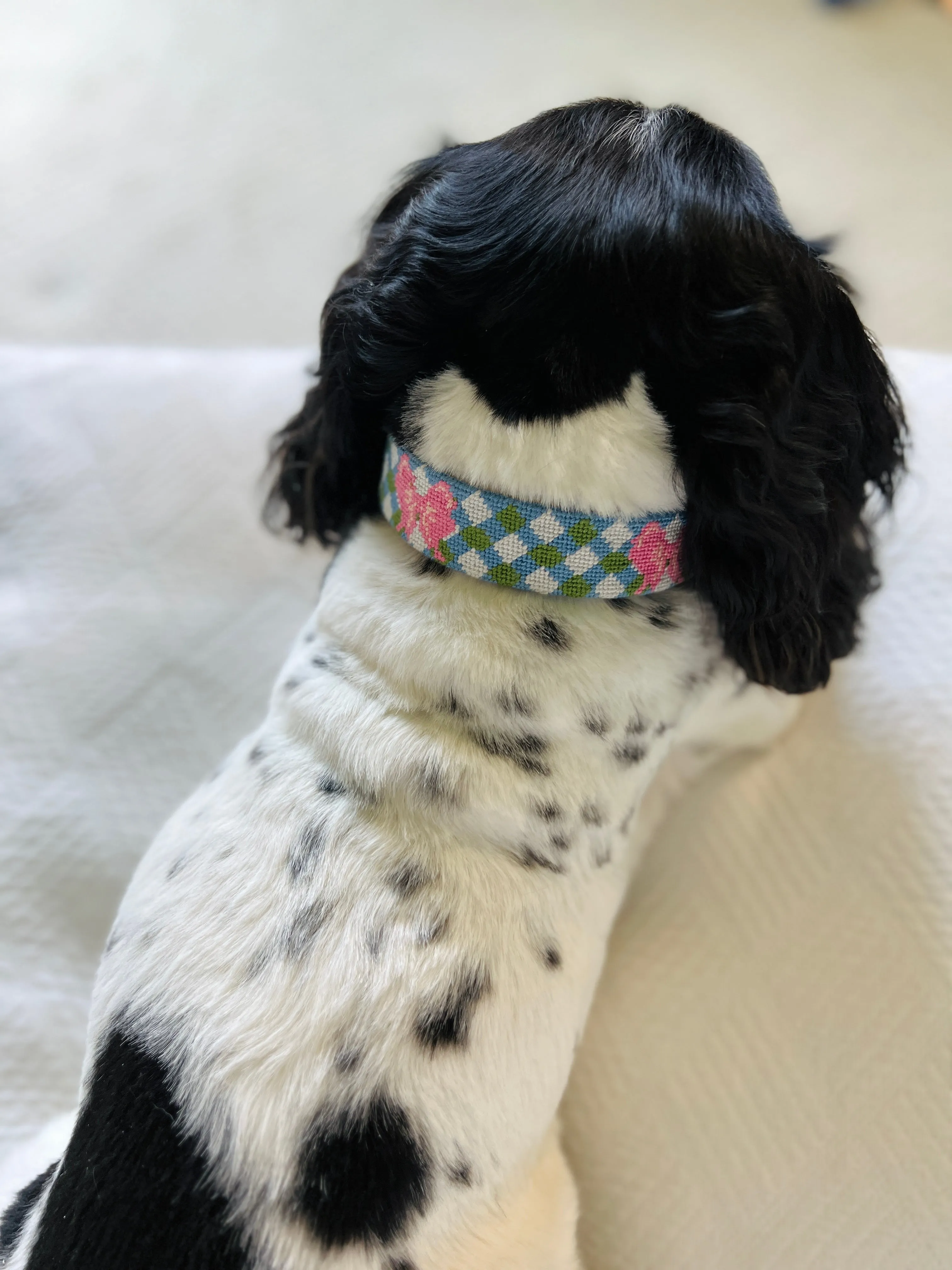 Needlepoint and leather dog collars