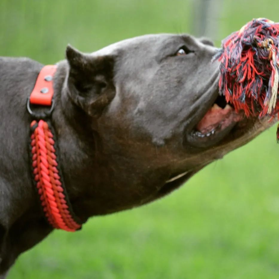 Seven Braid Dog collar