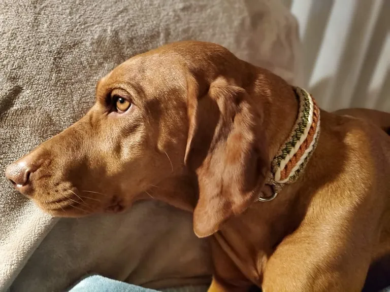 Seven Braid Dog collar