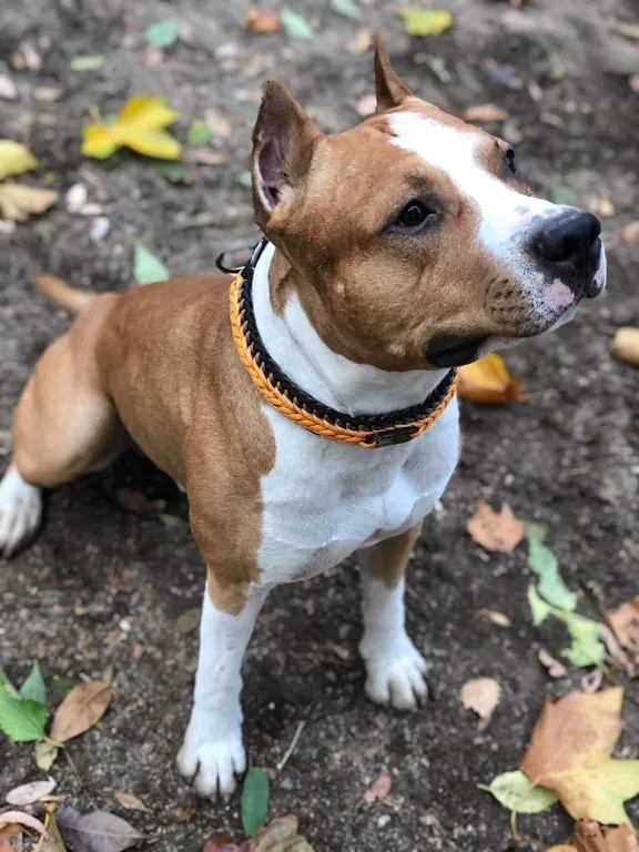 Seven Braid Dog collar